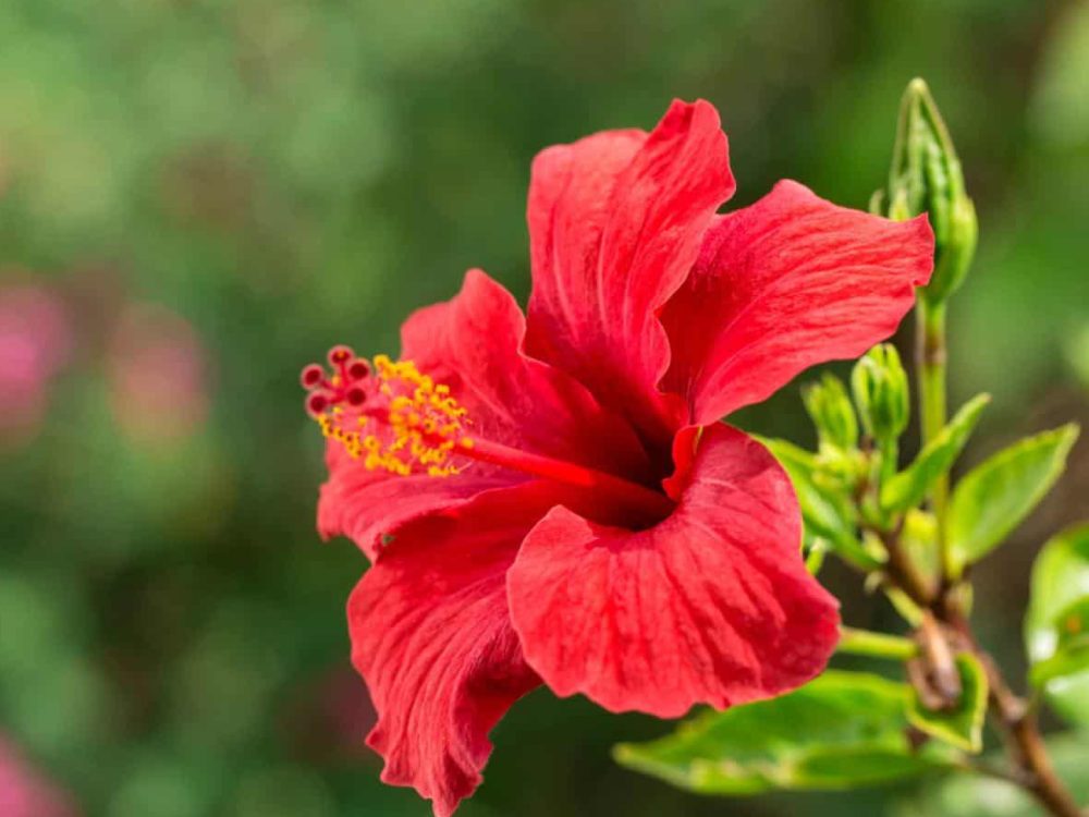 Finding My Favorite Soap Frosting Recipe