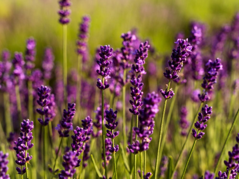 Anchoring Fragrances in Cold Process Soap